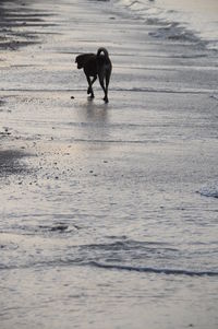 Black dog walking at beach