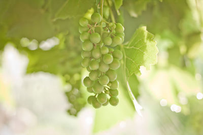 Close-up of white grapes growing on plant