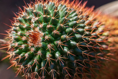 Close-up of cactus plant