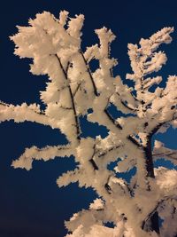 Low angle view of snow on tree against sky