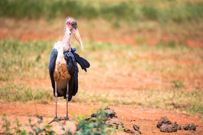 View of birds on land