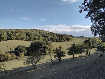 Trees on field by road against sky