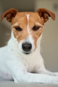 mammal