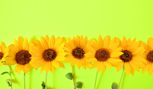 Close-up of yellow flowering plants against white background