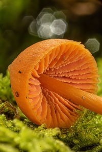 macro photography