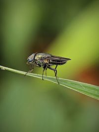 Close-up of fly on leaf