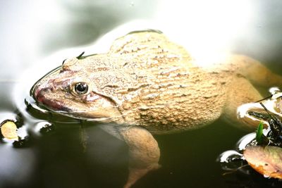 Close-up of fish in water