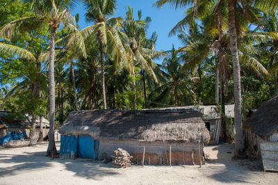 View of palm trees by building