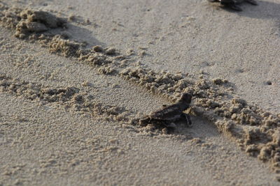 High angle view of crab on sand