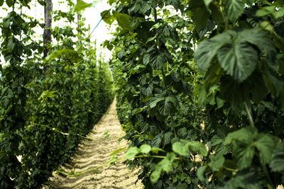 Plants growing in farm