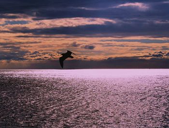 Silhouette bird on sea against sky during sunset