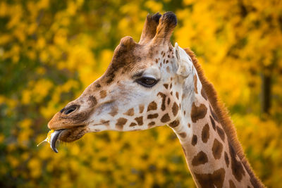 Close-up of a giraffe