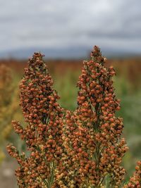 Close-up of flowering plant