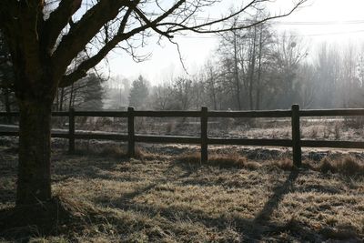 Bare trees on field