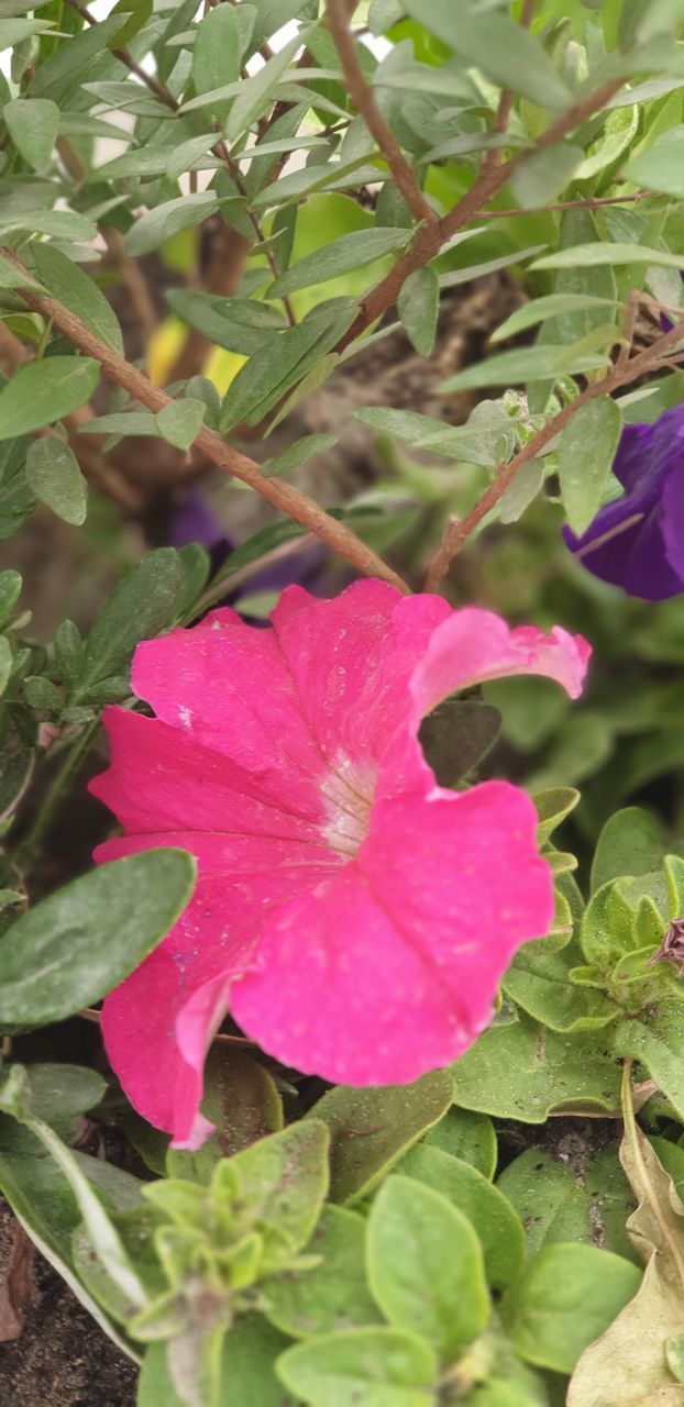 CLOSE-UP OF PINK ROSE FLOWER