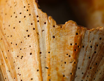 Close-up of insect on leaf