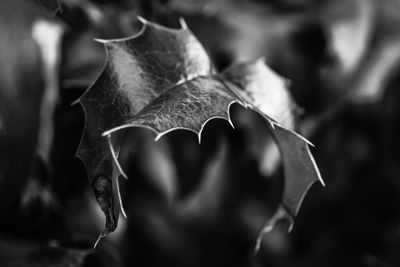 Close-up of dry maple leaves