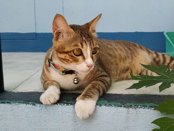 Portrait of cat lying on wall