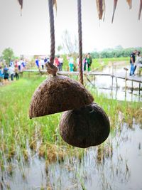 Close-up of a duck on land