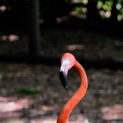 Close-up of a bird