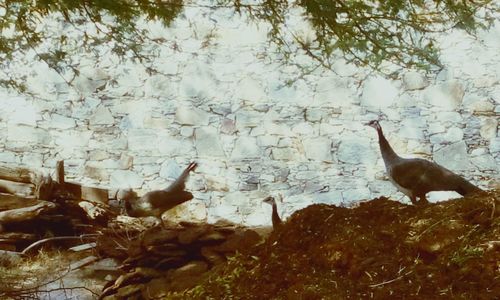 Close-up of bird on tree trunk