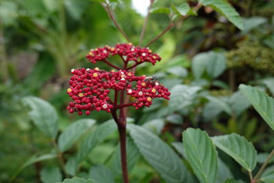 Close-up of red flowering plant