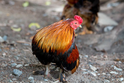 Close-up of rooster