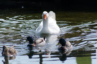 Ducks swimming in lake