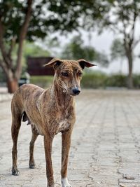 Dog standing on footpath