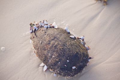 High angle view of crab on sand