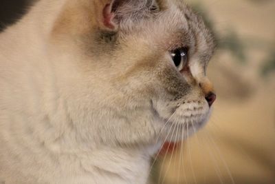 Close-up of cat looking away