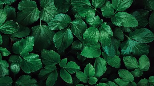 Full frame shot of plants