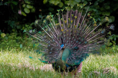 peacock