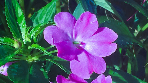 Close-up of pink flowers