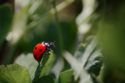 Close-up of ladybug on plant