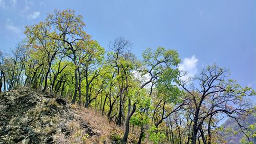 Low angle view of trees against sky