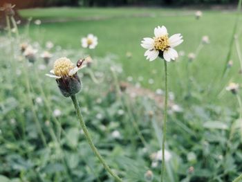 Close-up of white flower