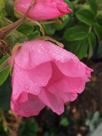 Close-up of pink rose