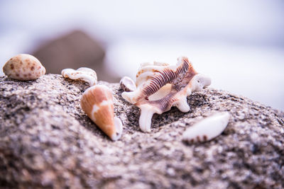 Close-up of seashells on rock