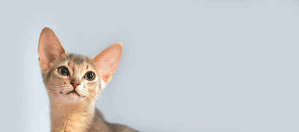 Cute little blue abyssinian kitty happy looking 