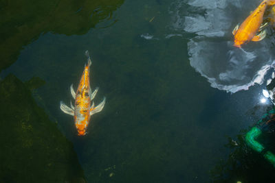 High angle view of koi carps swimming in sea