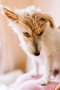 Close-up portrait of a dog at home