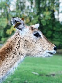 Close-up of lizard on field