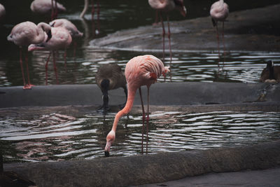 Group of pink flamingos wading in a lake at a zoo
