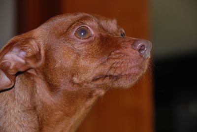 Close-up of dog looking away