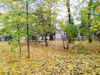 Trees in autumn