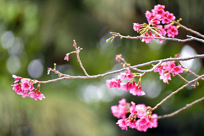 Close-up of pink cherry blossoms in spring