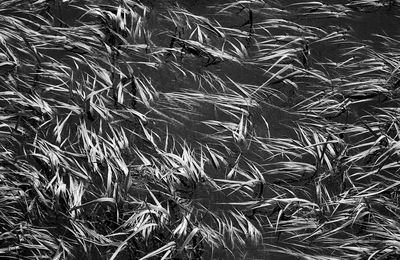 Full frame shot of plants on field