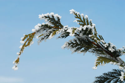 Low angle view of snow on twig against clear sky during winter
