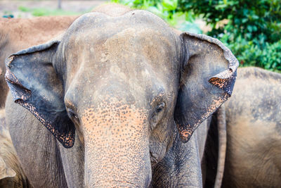 Close-up of elephant